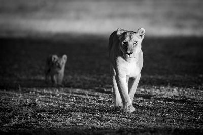 Dog running in a field