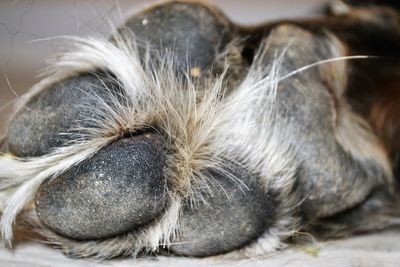 Close-up of dog sleeping