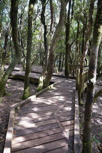 Boardwalk amidst trees in forest