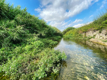 Scenic view of river amidst trees against sky