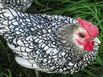 Close-up of rooster on grass