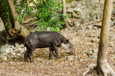 High angle view of tapir walking on field