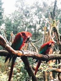 View of macaws perching on branch in forest