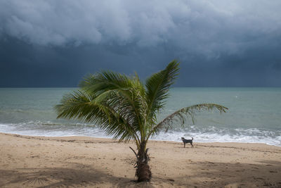 Palm tree on beach against sky