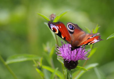 Close-up of butterfly pollinating flower