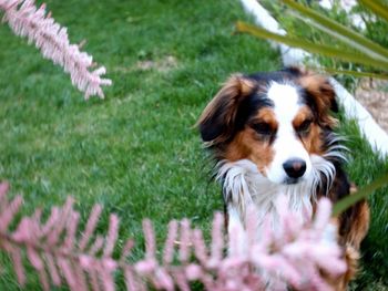 Close-up of dog on grass