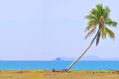 Palm tree on beach against clear sky