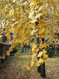 Leaves on tree trunk