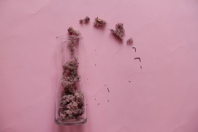 Close-up of frozen plant against pink background