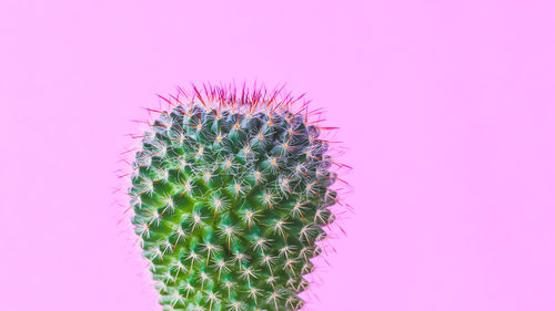 Close-up of cactus plant against pink background