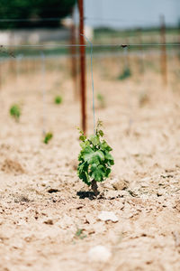 Close-up of plant on field