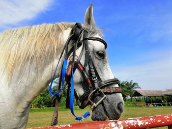 Close-up of horse cart