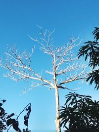 Low angle view of bare tree against clear blue sky