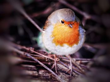 Close-up of bird perching on branch