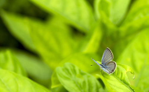 Close-up of insect on leaf