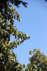 Low angle view of flowering plants against clear blue sky