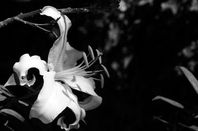 Close-up of flowers blooming