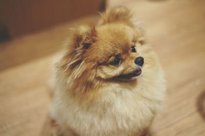 High angle view of dog