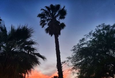 Low angle view of silhouette trees against sky