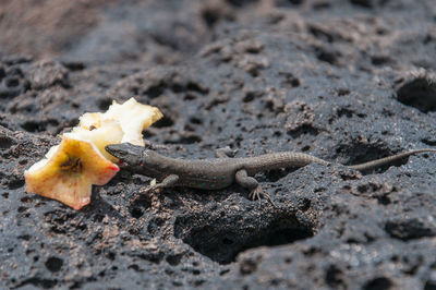 High angle view of crab on land