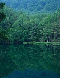 Scenic view of lake in forest