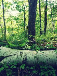 Trees in forest