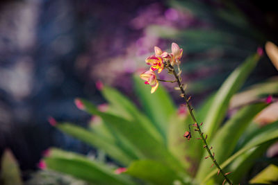 Close-up of insect on red flowering plant