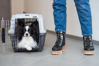 Low section of person with dog on floor