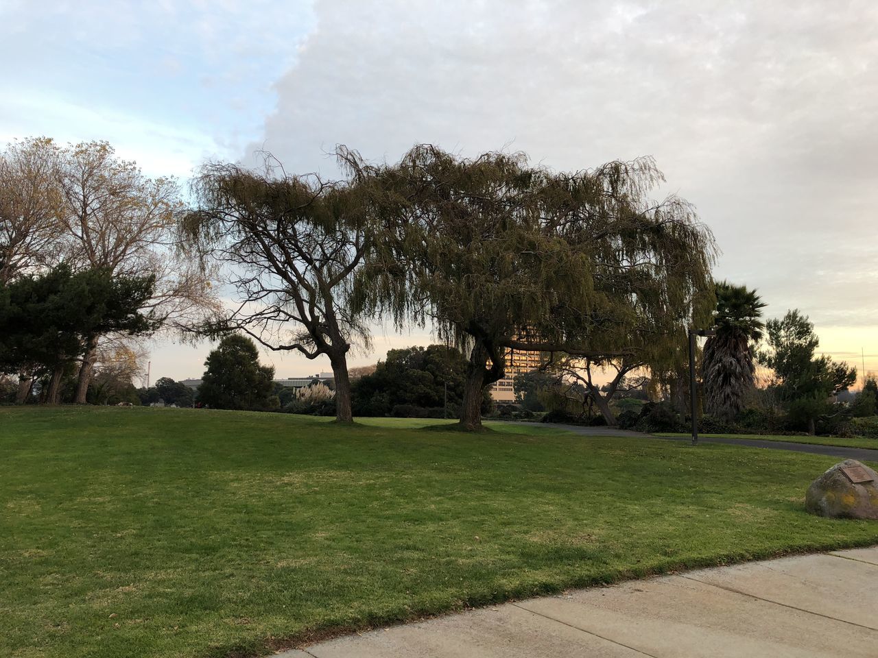 TREES ON GOLF COURSE