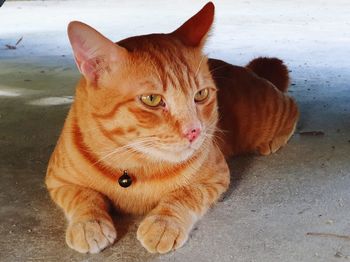 Close-up portrait of a cat