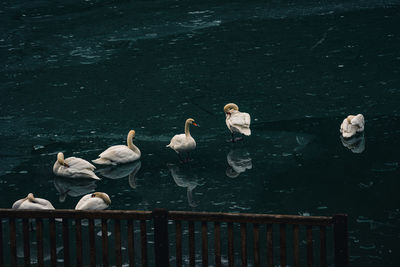 High angle view of birds in lake