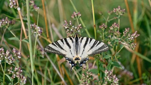 Close-up of butterfly pollinating on flower