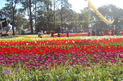 Colorful flowers in park