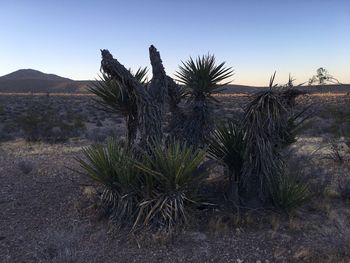 Scenic view of landscape against clear sky