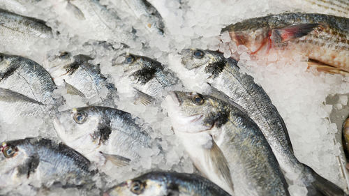 Close-up of fish for sale in market