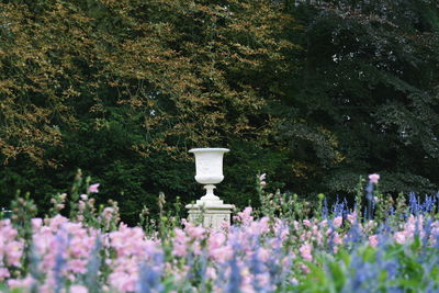 View of flowering plants in garden