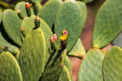 Close-up of plant