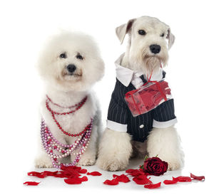 Portrait of a dog against white background