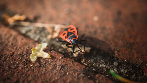 Close-up of insect on leaf