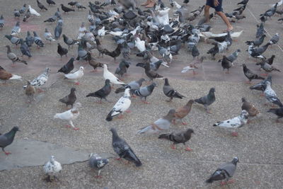 High angle view of pigeons on street