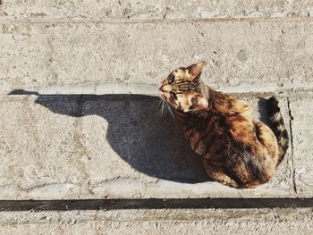 High angle view of cat on footpath