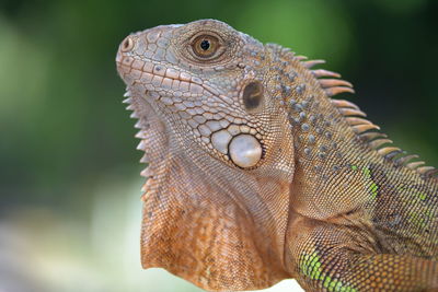 Close-up of a lizard