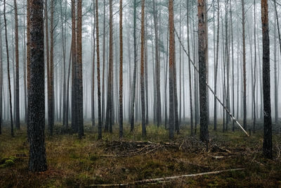 Pine trees in forest