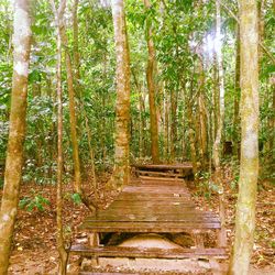 View of bamboo trees in forest