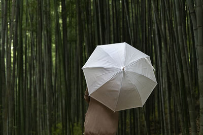 Close-up of umbrella against the bamboo forest 
