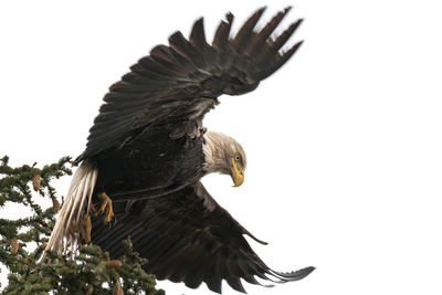 Low angle view of eagle flying against clear sky