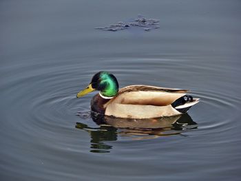 Duck swimming in a lake