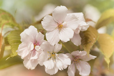 Close-up of white cherry blossoms