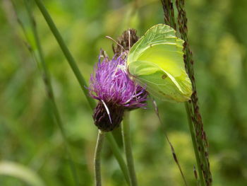 Close-up of purple thistle flower