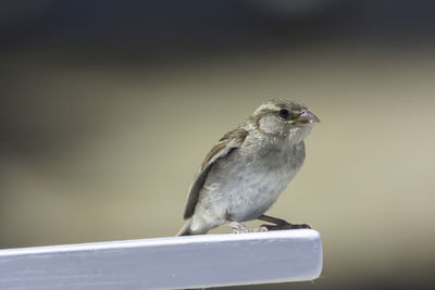 Close-up of bird perching on a metal